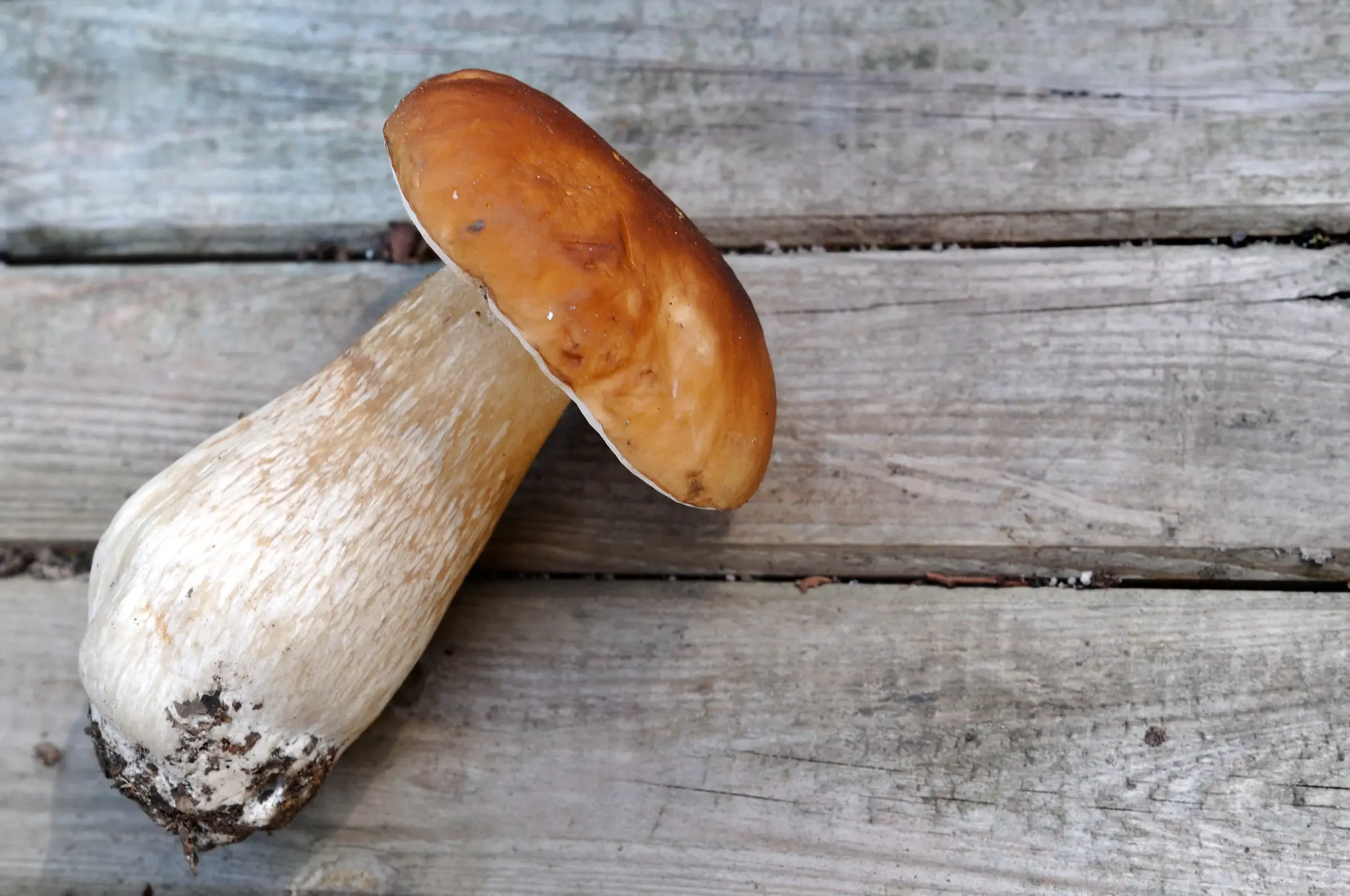 Cep sobre una taula de fusta: barret bru llis amb el marge blanc i peu clar, gruixut i ventrut, encara amb terra a la base.